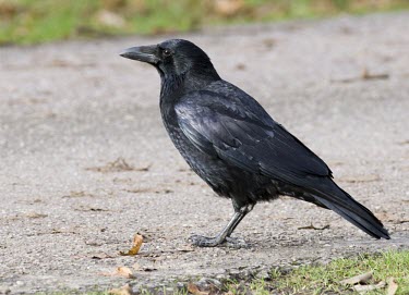 Carrion Crow - Corvus corone, adult standing on footpath Carrion Crow,carrion,crow,crows,bird,birds,Corvus corone,corvus,corone,corvid,clever,intelligent,black,scavenger,sheen,feathers,Carrion-Crow,adult,portrait,path,Crows, Ravens, Jays,Corvidae,Chordates,