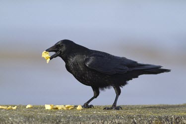 Carrion Crow, Corvus corone, scavenging chips dropped by a tourist Carrion Crow,carrion,crow,crows,bird,birds,Corvus corone,corvus,corone,corvid,clever,intelligent,black,scavenger,scavenge,scavenging,sheen,feathers,Carrion-Crow,adult,food,feeding,eat,eating,chips,Cro