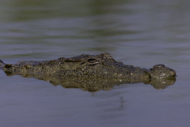 Mugger crocodile in water Crocodylia,Crocodylidae,Crocodylus,reptile,reptiles,crocodiles,water,eyes,snout,face,reflection,Chordates,Chordata,Reptilia,Reptiles,Carnivorous,palustris,Salt marsh,Terrestrial,Animalia,Vulnerable,As