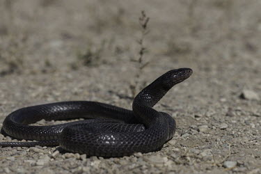 Desert cobra Reptilia,reptiles,sand,snakes,snake,cobra,cobras,Elapidae,Squamata