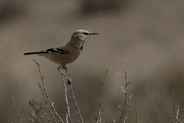 Pleske's ground jay perching on twig Bird,birds,aves,passeriformes,passerine,corvidae,corvid,perching,perched,negative space