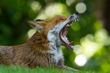 Red fox red fox,fox,foxes,dogs,Vulpes vulpes,Canidae,vertebrate,Mammalia,mammal,mammals,Carnivora,carnivore,carnivores,Least Concern,UK species,British,British species,UK,Europe,eyes,nocturnal,face,ears,side