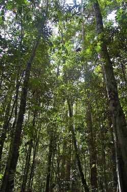 View of a peat swamp forest trees,forest,west indonesia,nationa park,forests,rainforests,monkey in trees,Kalimantan