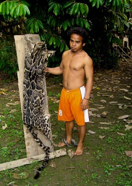 A local hunter shows the prized skin of a clouded leopard. The leopard is used locally for traditional cultural events. people,man,animal skin,skin,hunting,leopard,hunter,forests,rainforest,IUCN redlist,Vulnerable,Chordates,Chordata,Mammalia,Mammals,Carnivores,Carnivora,Felidae,Cats,Carnivorous,Appendix I,Scrub,Terrest
