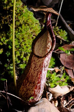 Pitcher plant in Selimbau orchid garden plant,close-up,forest,rainforest,pitcher,adaptation,nutrient poor soil,West Kalimantan,Sentarum,nephentes