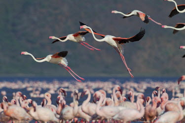 Greater flamingos flying over flamingo group flamingo,flamingos,animal,animals,bird,birds,Kenya,wildlife,lesser flamingo,greater flamingo,Lake Bogoria National Park,Africa,Eastern Africa,Rift Valley Province,Rift Valley,natural world,flock,group
