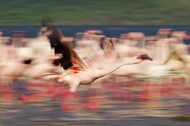 Lesser flamingos at Lake Bogoria flamingo,flamingos,animal,animals,bird,birds,Kenya,wildlife,lesser flamingo,Lake Bogoria National Park,Africa,Eastern Africa,Rift Valley Province,Rift Valley,natural world,flock,group of animals,feedi