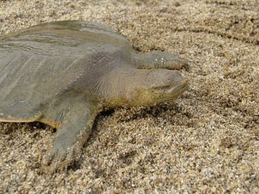 Frog-faced softshell turtle with neck extended Adult,Chordates,Chordata,Turtles,Testudines,Reptilia,Reptiles,Soft-Shelled Turtles,Trionychidae,cantorii,Asia,Aquatic,Fresh water,Animalia,Omnivorous,Terrestrial,Pelochelys,CITES,Appendix II,Endangere
