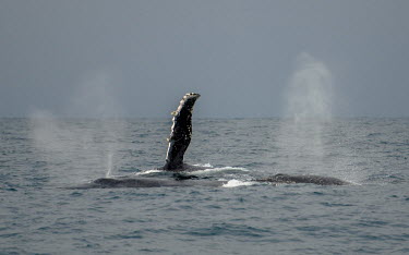 Two humpback whales breaching breaching,splash,water,oceans,marine,sea,fins,flippers,Wild,Rorquals,Balaenopteridae,Cetacea,Whales, Dolphins, and Porpoises,Chordates,Chordata,Mammalia,Mammals,South America,North America,South,Asia,