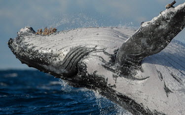 Humpback whale breaching breaching,splash,oceans,water,marine,sea,fins,flippers,action,close-up,Wild,Rorquals,Balaenopteridae,Cetacea,Whales, Dolphins, and Porpoises,Chordates,Chordata,Mammalia,Mammals,South America,North Ame