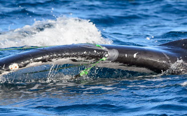 Humpback whale with rope caught around fluke marine,rope,caught,threat,tangled,pollution,Wild,Rorquals,Balaenopteridae,Cetacea,Whales, Dolphins, and Porpoises,Chordates,Chordata,Mammalia,Mammals,South America,North America,South,Asia,Australia,P