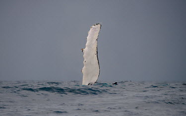 Humpback whale pectoral fin sticking up above the water oceans,water,marine,sea,fin,flipper,pectoral,white,grey,abstract,negative space,Wild,Rorquals,Balaenopteridae,Cetacea,Whales, Dolphins, and Porpoises,Chordates,Chordata,Mammalia,Mammals,South America,