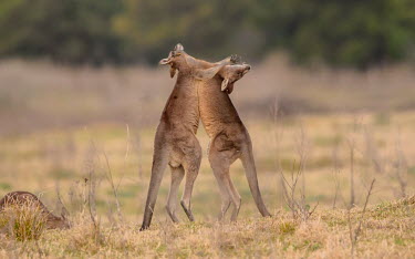 Two Kangaroos fighting kangaroo,fight,pair,shallow focus,negative space,adult,male,grassland,marsupial,Wild,Kangaroos and Wallabies,Macropodidae,Chordates,Chordata,Diprotodontia,Kangaroos, Wallabies,Mammalia,Mammals,Macropu