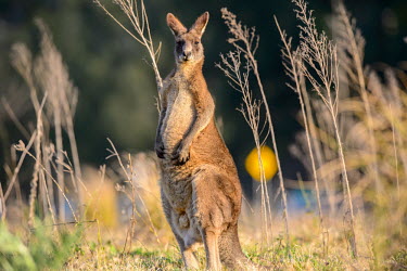 Eastern grey kangaroo adult,kangaroo,looking at camera,shallow focus,negative space,grassland,female,sunlight,evening,marsupial,Wild,Kangaroos and Wallabies,Macropodidae,Chordates,Chordata,Diprotodontia,Kangaroos, Wallabie