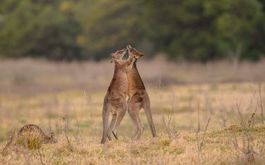 Two Kangaroos fighting, but in this particular frame they look as if they are madly in love kangaroo,fight,pair,shallow focus,negative space,adult,male,grassland,marsupial,Wild,Kangaroos and Wallabies,Macropodidae,Chordates,Chordata,Diprotodontia,Kangaroos, Wallabies,Mammalia,Mammals,Macropu