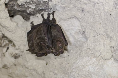 Sowell's short-tailed bat cave,bat,chiroptera,Sowell's short-tailed bat,Carollia sowelli,bats,Belize,mammals,roost,roosting,Wild,"Paul B Jones 2014",Belize "Chan Chich"