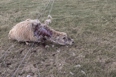 Tibetan antelope caught in a fence rescue,tourism,nature,animal,danger,fence,trapped,blood,wire,asia,injury,conservation,photograph,animal rescue,environment,tibetan,Tibet,fencing,endangered,wound,livestock,caught,hazard,injured,tangle