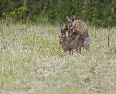 Two Brown Hare, Lepus europaeus, mating in stubble field European hare,European brown hare,brown hare,Brown-Hare,Lepus europaeus,hare,hares,mammal,mammals,herbivorous,herbivore,lagomorpha,lagomorph,lagomorphs,leporidae,lepus,declining,threatened,precocial,r
