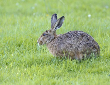 Brown Hare, Lepus europaeus, side view of animal crouching in grass European hare,European brown hare,brown hare,Brown-Hare,Lepus europaeus,hare,hares,mammal,mammals,herbivorous,herbivore,lagomorpha,lagomorph,lagomorphs,leporidae,lepus,declining,threatened,precocial,r