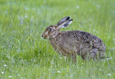 Side view of Brown Hare, Lepus europaeus, eating and sat in long grass European hare,European brown hare,brown hare,Brown-Hare,Lepus europaeus,hare,hares,mammal,mammals,herbivorous,herbivore,lagomorpha,lagomorph,lagomorphs,leporidae,lepus,declining,threatened,precocial,r
