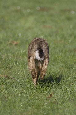 Rear view of Brown Hare, Lepus europaeus, running away from viewer showing balck and white tail and rear feet European hare,European brown hare,brown hare,Brown-Hare,Lepus europaeus,hare,hares,mammal,mammals,herbivorous,herbivore,lagomorpha,lagomorph,lagomorphs,leporidae,lepus,declining,threatened,precocial,r