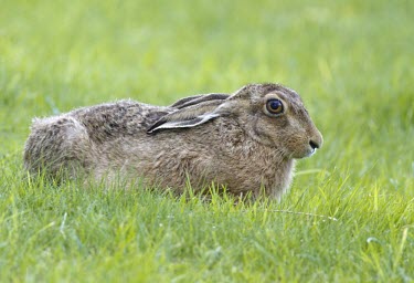 Brown Hare, Lepus europaeus, lying in grass with ears flat against its back European hare,European brown hare,brown hare,Brown-Hare,Lepus europaeus,hare,hares,mammal,mammals,herbivorous,herbivore,lagomorpha,lagomorph,lagomorphs,leporidae,lepus,declining,threatened,precocial,r
