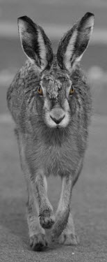 Black and white conversion of Brown Hare, Lepus europaeus, with eyes colour European hare,European brown hare,brown hare,Brown-Hare,Lepus europaeus,hare,hares,mammal,mammals,herbivorous,herbivore,lagomorpha,lagomorph,lagomorphs,leporidae,lepus,declining,threatened,precocial,r