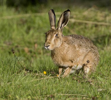 Brown Hare, Lepus europaeus sat in grass with ears in alert position European hare,European brown hare,brown hare,Brown-Hare,Lepus europaeus,hare,hares,mammal,mammals,herbivorous,herbivore,lagomorpha,lagomorph,lagomorphs,leporidae,lepus,declining,threatened,precocial,r