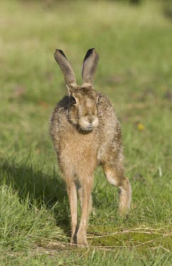 Head on view of stretching Brown Hare, Lepus europaeus European hare,European brown hare,brown hare,Brown-Hare,Lepus europaeus,hare,hares,mammal,mammals,herbivorous,herbivore,lagomorpha,lagomorph,lagomorphs,leporidae,lepus,declining,threatened,precocial,r