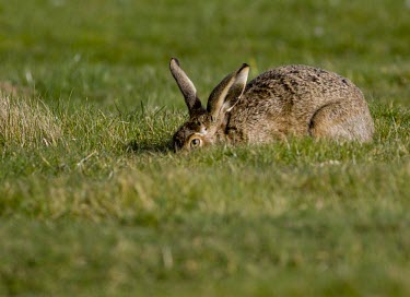 Brown Hare, Lepus europaeus, lying in short grass with ear alert European hare,European brown hare,brown hare,Brown-Hare,Lepus europaeus,hare,hares,mammal,mammals,herbivorous,herbivore,lagomorpha,lagomorph,lagomorphs,leporidae,lepus,declining,threatened,precocial,r