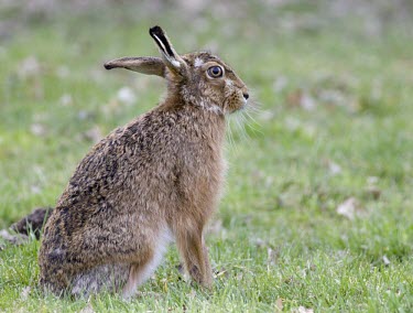Brown Hare, Lepus europaeus, sat on hind quarters in damp grass European hare,European brown hare,brown hare,Brown-Hare,Lepus europaeus,hare,hares,mammal,mammals,herbivorous,herbivore,lagomorpha,lagomorph,lagomorphs,leporidae,lepus,declining,threatened,precocial,r