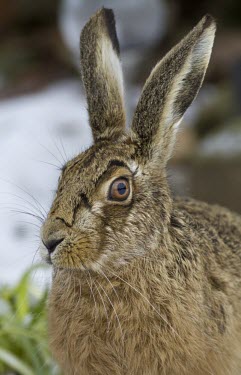 Brown Hare, Lepus europaeus, close view of head with focus on eye and ears. Wirral, March European hare,European brown hare,brown hare,Brown-Hare,Lepus europaeus,hare,hares,mammal,mammals,herbivorous,herbivore,lagomorpha,lagomorph,lagomorphs,leporidae,lepus,declining,threatened,precocial,r