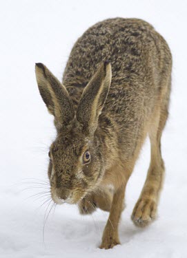 Brown Hare, Lepus europaeus, moving through snow towards camera, Wirral, March European hare,European brown hare,brown hare,Brown-Hare,Lepus europaeus,hare,hares,mammal,mammals,herbivorous,herbivore,lagomorpha,lagomorph,lagomorphs,leporidae,lepus,declining,threatened,precocial,r
