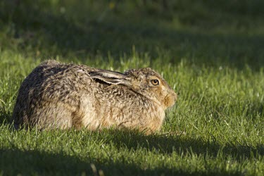 Brown Hare, Lepus europaeus, adult in late evening sunshine, Wirral - May European hare,European brown hare,brown hare,Brown-Hare,Lepus europaeus,hare,hares,mammal,mammals,herbivorous,herbivore,lagomorpha,lagomorph,lagomorphs,leporidae,lepus,declining,threatened,precocial,r