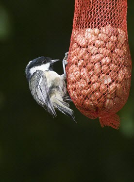 Coal Tit - Parus ater - clinging to red nut bag Damian Waters coal,tit,coal tit,tits,Animalia,Chordata,Aves,Passeriformes,Paridae,bird,birds,passerine,passerines,Parus ater,parus,ater,small,garden,gardens,park,parks,Coal-Tit,Least Concern,adult,perch,perched,peanut,feeder,nut,nuts,food