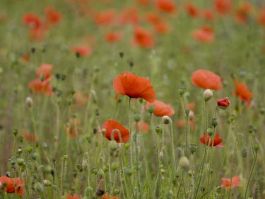 Common poppy common poppy,Papaver rhoeas,papaveraceae,red,opium,field,cluster,annual,arable,Common-Poppy,plant,plants,flower,flowers,meadow,summer,wildflower,wildflowers,seed heads,Magnoliopsida,Dicots,Papaveracea