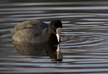 Coot - Fulica atra, adult looking down at reflection in pond coot,Fulica atra,Fulica,atra,black,white,red,yellow,contrast,park,parks,duck pond,pond,lakes,lake,territorial,common,feed,feeding,adult,single,one,alone,individual,reflection,double,mirror,ripple,ripp