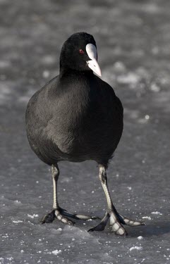 Coot - Fulica atra - adult tentatively walking on thick ice coot,coots,bird,birds,Fulica atra,Fulica,atra,black,white,red,yellow,contrast,park,parks,duck pond,pond,lakes,lake,territorial,common,adult,single,one,alone,individual,ice,winter,cold,stand,feet,walk,