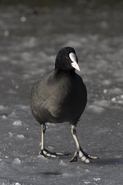 Coot - Fulica atra - adult tentatively walking on thick ice coot,coots,bird,birds,Fulica atra,Fulica,atra,black,white,red,yellow,contrast,park,parks,duck pond,pond,lakes,lake,territorial,common,adult,single,one,alone,individual,ice,winter,cold,stand,feet,walk,