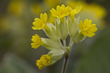 Cowslip, Primula veris, single cluster of flowers highlighted by shallow depth of field, March - Cheshire Cowslip,Primula veris,primrose,family,yellow,spring,winter,cut-out,cut out,elegant,calcareous,soil,fragrant,bell-shaped,bell,shaped,common,flower,flowers,pretty,Primulaceae,Primrose Family,Magnoliopsi