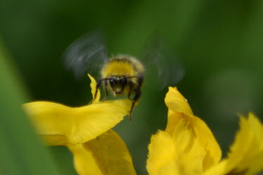 Bumblebee on yellow flower Flower,yellow,flowers,plant,bee,bumblebee,pollination,nectar,pretty,colourful,colour,pollen,insects,bombus,insect