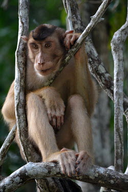 Pig-tailed macaque close up monkey,primate,happy,smiling,smile,in tree,macaques,macaque,Asia,Borneo,Mammalia,Mammals,Chordates,Chordata,Old World Monkeys,Cercopithecidae,Primates,Animalia,Vulnerable,Terrestrial,Omnivorous,nemest