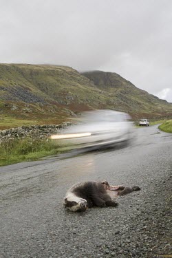 Badger, meles meles, killed by traffic and lying dead at the side of the road as vehicle speeds by badger,brock,black and white,bovine tb,btb,dead,death,victim,casualty,car,road kill,roadkill,speed,traffic,conservation,motion,movement,blur,mustelid,Chordata,carnivora,caniformia,Musteloidea,Mustelid