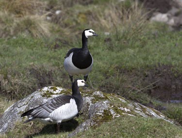 Barnacle Goose pair on rocky outcrop Barnacle Goose,barnacle,goose,Branta leucopsis,branta,leucopsis,geese,black,white,winter,migrant,crops,crop,resident,visitor,wildfowl,farm,famland,agriculture,climate,cold,July,Barnacle-Goose,bird,bir