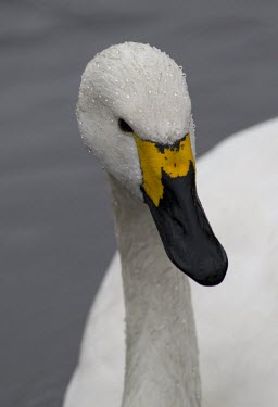 Bewick's Swan captive bird at Martin Mere WWT, Lancashire Bewick's Swan,Bewick's,swan,Bewick,Bewicks,Cygnus columbianus,cygnus,columbianus,winter,visitor,white,bird,wildfowl,migrant,snow,cold,captive,bill,beak,unique,pattern,Bewicks-Swan,birds,swans,water,dr