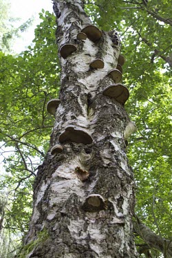 Clust of Birch Polyore growing from a tree, angled shot looking up the tree Birch Polypore,fungus,piptoporus betulinus,mushroom,toadstool,fungi,birch,tree,erupting,parasite,growth,plump,hoof,hoof-shaped,annual,common,tear,rip,infect,decay,symbiotic,Birch-Polypore,birch bracke