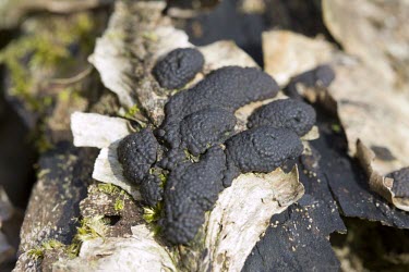 Birch Woodwart - Hypoxylon multiforme - growing on rotting logs and wood Birch Woodwart,Hypoxylon multiforme,black,warty,cushion,fungus,fungi,mushroom,fallen wood,decay,rot,rotting,autumn,Birch-Woodwart