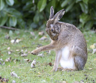 Brown Hare, Lepus europaeus, grooming itself with fore leg extended European hare,European brown hare,brown hare,Brown-Hare,Lepus europaeus,hare,hares,mammal,mammals,herbivorous,herbivore,lagomorpha,lagomorph,lagomorphs,leporidae,lepus,declining,threatened,precocial,r