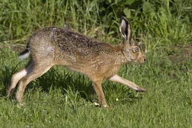 Brown Hare, Lepus europaeus, running from left to right with fore legs extended European hare,European brown hare,brown hare,Brown-Hare,Lepus europaeus,hare,hares,mammal,mammals,herbivorous,herbivore,lagomorpha,lagomorph,lagomorphs,leporidae,lepus,declining,threatened,precocial,r