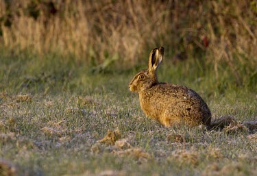 Brown Hare, Lepus europaeus, sat in dew heavy grass in early morning sunlight European hare,European brown hare,brown hare,Brown-Hare,Lepus europaeus,hare,hares,mammal,mammals,herbivorous,herbivore,lagomorpha,lagomorph,lagomorphs,leporidae,lepus,declining,threatened,precocial,r